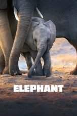 Nonton Elephant (2020) Subtitle Indonesia